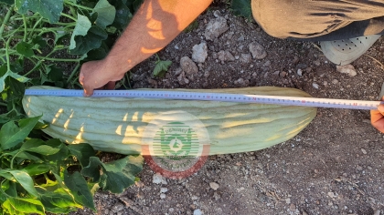 DEMİRCİ’DE 13 KİLO AĞIRLIĞINDA DEVASA ACUR ÜRETİLDİ