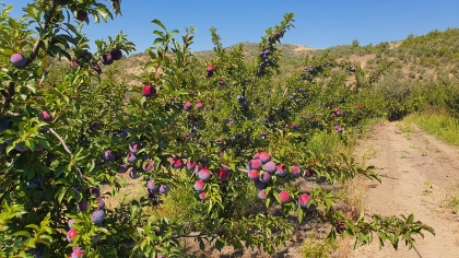 DEMİRCİ’DEN ÜRETİLEN JAPON ERİĞİ ALMANYA’YA İHRAÇ EDİLİYOR