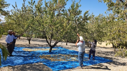 DEMİRCİ BADEMİNDE HASAT DÖNEMİ. 550 TON REKOLTE BEKLENİYOR !