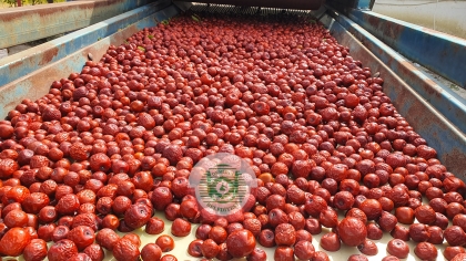 ŞİFALI DEMİRCİ HÜNNABINDA HASAT BAŞLADI