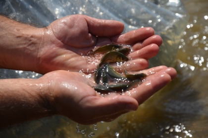 2 SULAMA BARAJINA 25 BİN YAVRU PULLU SAZAN 