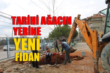 DEVRİLEN TARİHİ AĞACIN, YERİNE YENİ ÇINAR
