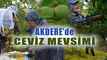 DEMİRCİ'DE CEVİZ HASADI BAŞLADI