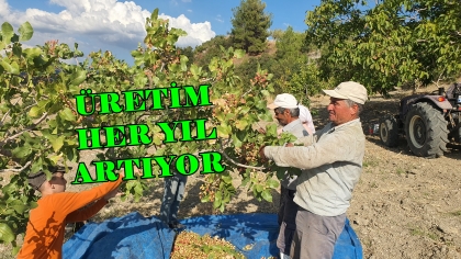 HASADA BAŞLANDI, 270 TON REKOLTE BEKLENİYOR