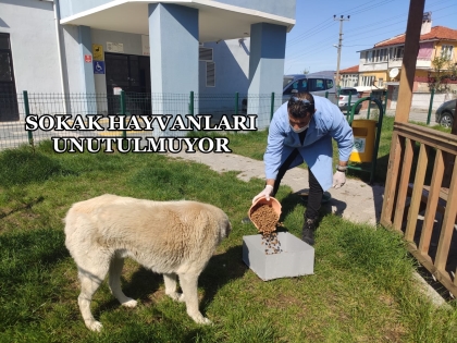 SOKAK HAYVANLARINA YEM DESTEĞİ