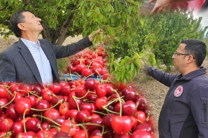 DEMİRCİ KİRAZINDA HEDEF 20 BİN TON REKOLTE