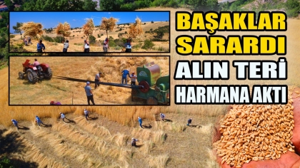 DEMİRCİ’DE YILLARIN GELENECEĞİ İMECE İLE HASAT