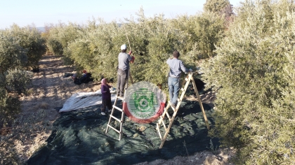 6 BİN TON REKOLTE BEKLENİYOR, ÜRETİCİ HASATA BAŞLADI