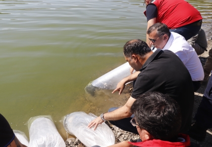 DEMİRCİ'DE 314 BİN YAVRU SAZAN BARAJLARA BIRAKILDI