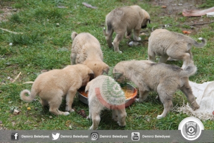 DOĞUM YAPAN ANNE KÖPEK VE YAVRULARI SOĞUKTAN KURTARILDI