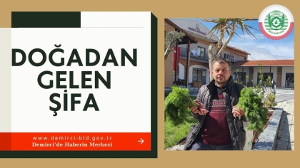 BAHARIN ŞİFALI BİTKİSİ DEMİRCİ'DE