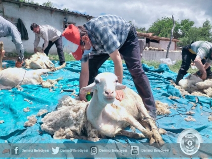 DEMİRCİ'DE BESİCİLERİN KOYUN KIRKMA TELAŞI BAŞLADI