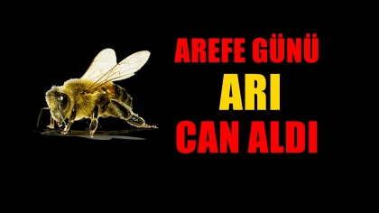 AREFE GÜNÜ, ARI CAN ALDI.