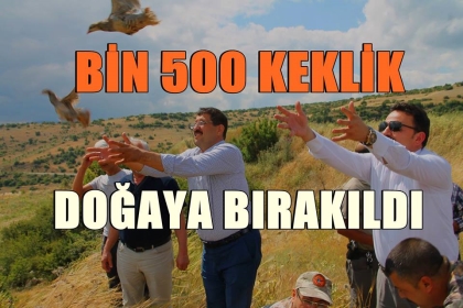 BİN 500 KEKLİK DOĞAYA BIRAKILDI