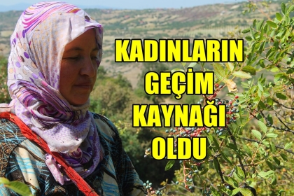 KİLOSU 10 LİRA, 300 TON REKOLTE BEKLENİYOR