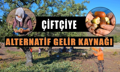 FİYAT ZAMLANDI, ÇİFTÇİDE YÜZLER GÜLÜYOR