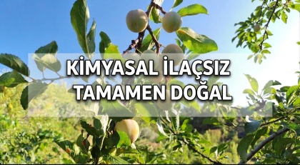 DEMİRCİ'NİN 'DOĞAL REÇETESİ, TESCİLLİ MEYVEDE HASAT BAŞLADI.