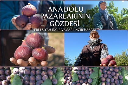 HASADA BAŞLANDI, 185 TON REKOLTE BEKLENİYOR
