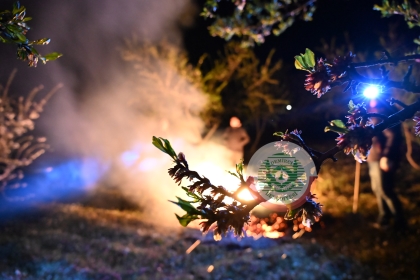 DEMİRCİ'DE BADEM ÜRETİCİLERİNİN ZORLU ZİRAİ DON MESAİSİ